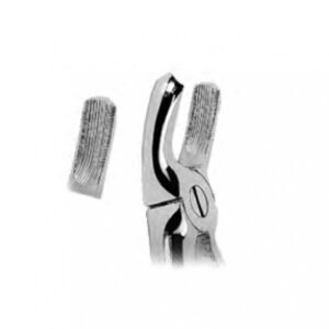 Upper Molars, Right